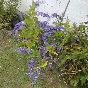 Appartement Les Bougainvilliers, Le Gosier (Grande-Terre)